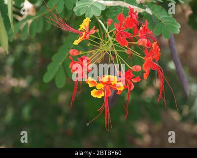 Gruppo di fiori esotici di Dwarf Flame Tree tropicale con petali rossi e gialli e lunga resistenza nella città costiera di Malindi, Kenya, Africa Foto Stock