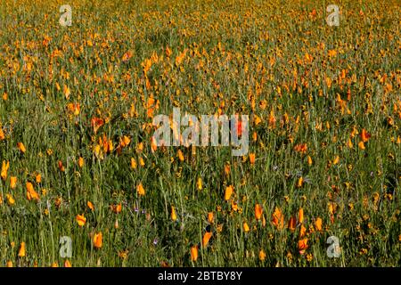 Papaveri della California e altri fiori selvatici lungo il Cuesta Trail al Las Trampas Regional Park nel quartiere del parco regionale della baia orientale. Foto Stock