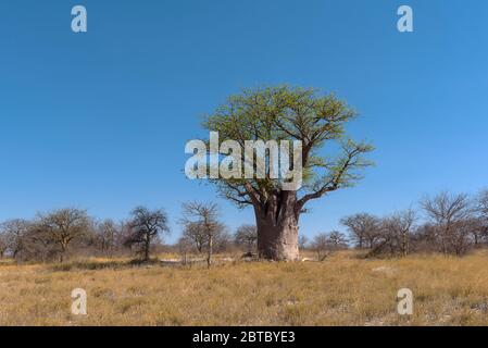 Baines baobab da Nxai Pan National Park, Botswana Foto Stock