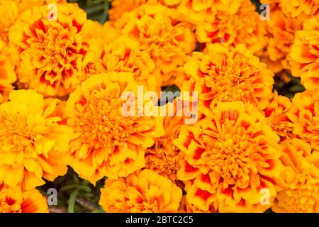 Porta il colore del sole nel tuo giardino. Giardino fiorito e giardinaggio. Marigold tagetes sfondo. Giardino estivo. Negozio di fiori. Il giardino è dove fioriscono i fiori. Foto Stock