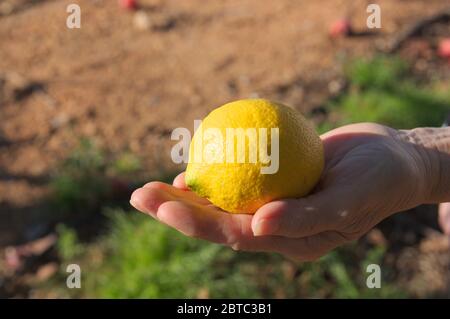 Una donna tiene un limone in una mano con il terreno coltivato sullo sfondo Foto Stock