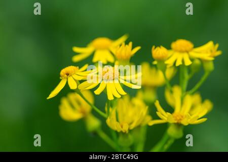 Fiori di Butterweed in fiore in primavera Foto Stock