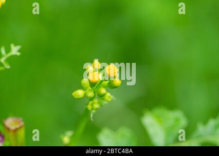Fiori di Butterweed in fiore in primavera Foto Stock