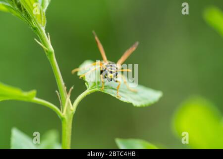 European Paper Wasp a Springtime Foto Stock