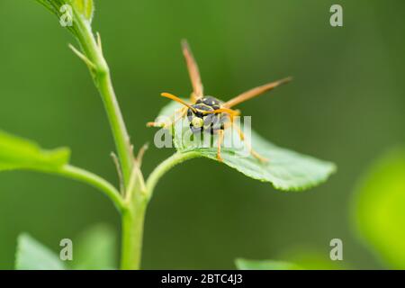 European Paper Wasp a Springtime Foto Stock