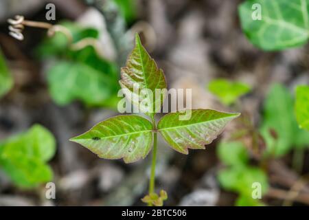 Veleno Ivy parte in primavera Foto Stock