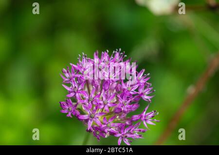 Fiori di cipolla viola gigante in primavera Foto Stock