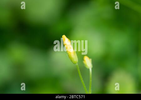Pioggia su legno Sorrell Flower in primavera Foto Stock