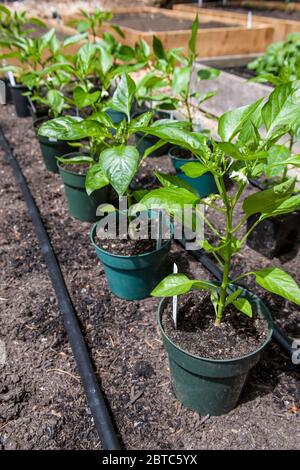 Piante di peperone rosso pronte per essere piantate in un giardino di letto rialzato a Issaquah, Washington, USA. Foto Stock