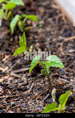 Nove giorni di giovani pianta di fagiolo reale di Borgogna cresciuti da seme, in Issaquah, Washington, USA. Sono presenti sia foglie di semi che foglie di dicot. Foto Stock