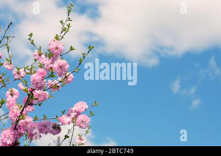 Rami di un sakura fiorente contro il cielo blu con le nuvole. Spazio per il testo. Messa a fuoco selettiva. Foto Stock