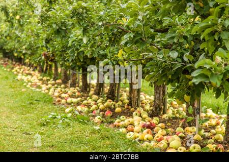 Mele Banana invernali sul terreno vicino a Hood River, Oregon, USA. Foto Stock