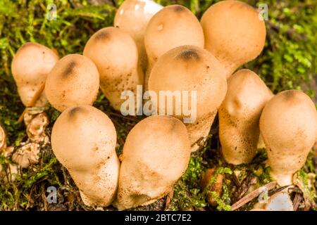 Puffball a forma di pera (Lycoperdon piryforme) è un funghi commestibili che si trova in autunno in gruppi compatti su legno marcio in conifere o foreste miste nel P. Foto Stock