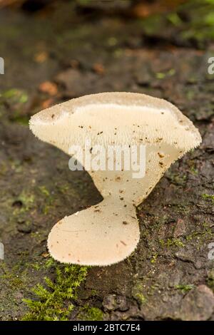 Il fungo della gelatina bianca (Pseudohydnum gelatinosum) è un fungo commestibile che ha una testa gelatinosa bianca traslucida, a volte grigia ombreggiata che si trova Foto Stock