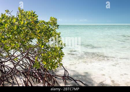 Mangrovie rosse Rhizophora mangle, che crescono nelle conchette di sabbia, Pine Cay, Turks e Caicos, aprile 2019 Foto Stock