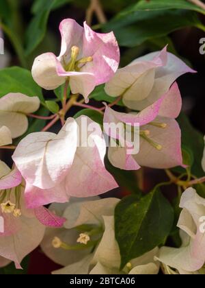 Vite fiorita, Pretty rosa e bianco bratti che circondano minuscola Bougainvillea bianco Fiori in fiore, foglie verdi Foto Stock