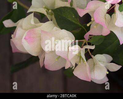 Vite fiorita, Pretty rosa e bianco bratti che circondano minuscola Bougainvillea bianco Fiori in fiore, foglie verdi Foto Stock