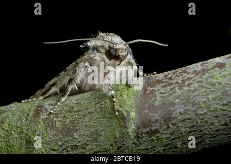 una falda occhi, antenne e viso sono tutti chiaramente visibili sullo sfondo nero, come questa falda si trova su un ramo di albero coperto di lichene. Foto Stock