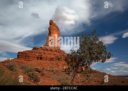 UT00592-00...UTAH - UN albero di ginepro alla base di una butte scolpita nella Valle degli dei. Foto Stock