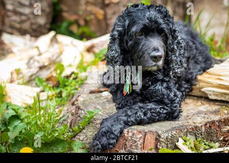 Cocker Spaniel con pelliccia nera riccia si trova in giù tranquillamente in ambiente naturale boschivo all'aperto Foto Stock