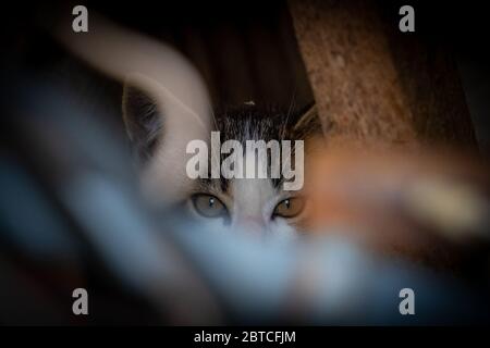 Il gattino feriale guarda con cautela dall'interno di un mucchio di spazzatura. Foto Stock