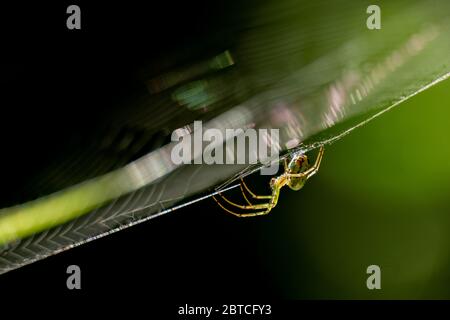 Vista laterale di un frutteto orbweaver nel suo web. Wake County, North Carolina. Foto Stock