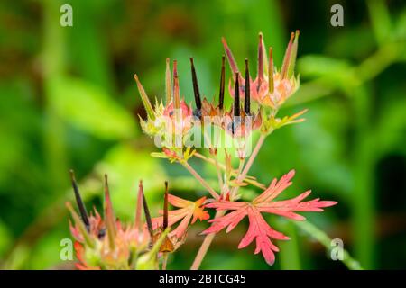 Fruttifera corpi di Carolina Crane's Bill, un'erba nativa con potenziali benefici medicinali per combattere l'epatite B. Foto Stock