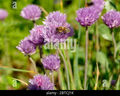 ape su un fiore di erba cipollina Foto Stock