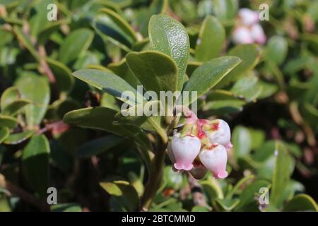 Arctostaphylos uva-ursi, mirtillo. Pianta selvatica sparato in primavera. Foto Stock