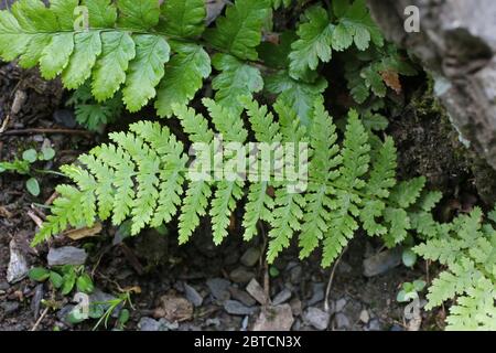 Athyrium filix-femina, Lady-Fern. Pianta selvatica sparato in primavera. Foto Stock