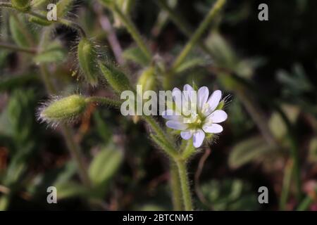 Cerastium brachypetalum subsp. Roeseri, orecchio di topo grigio. Pianta selvatica sparato in primavera. Foto Stock