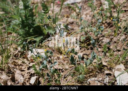 Coronilla scorpioides, Annual Scorpion Vetch. Pianta selvatica sparato in primavera. Foto Stock