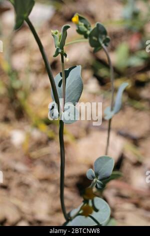 Coronilla scorpioides, Annual Scorpion Vetch. Pianta selvatica sparato in primavera. Foto Stock