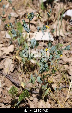 Coronilla scorpioides, Annual Scorpion Vetch. Pianta selvatica sparato in primavera. Foto Stock