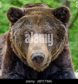 Primo piano sonno marrone orso ritratto. Animale di pericolo in habitat naturale. Mammifero grande. Fauna selvatica scena Foto Stock