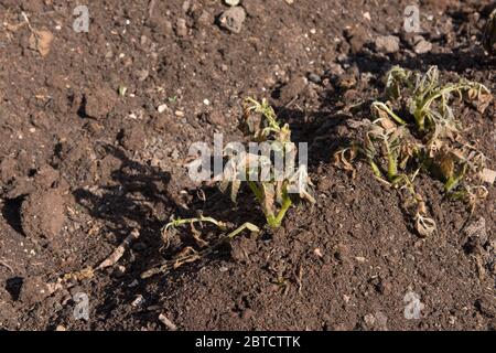 Danni da gelo alla tarda primavera a una pianta di patata biologica coltivata in casa (Solanum tuberosum) su un'assegnazione in un giardino vegetale in Devon Rurale, Inghilterra, Regno Unito Foto Stock