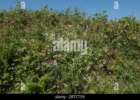 Primavera fioritura Addersmeat o Grande Stitchwort (Stellaria hologea) Wildflower che cresce in cima a una Roadside Bank in Devon Rurale, Inghilterra, Regno Unito Foto Stock