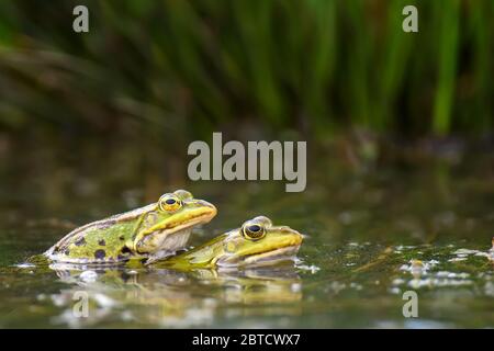 Rane comuni che abbinando in un laghetto. Due animali sono seduti nel fiume in primavera Foto Stock