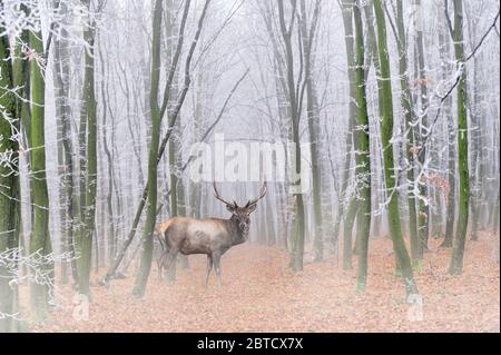 Cervo adulto potente in foresta maestosa con nebbia. Fauna selvatica scena dalla natura, Europa. Animale nell'habitat, comportamento animale Foto Stock