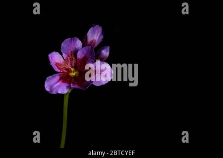 Porpora Crocus fiore isolato su uno sfondo nero Foto Stock
