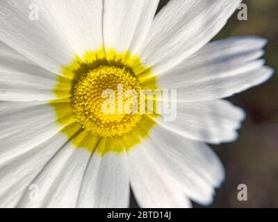 Macro di fioritura a margherita bianca o a margherita Oxeye, a margherita comune o a margherita di cani o a margherita lunari. Sfondo naturale con fiore daisy selvaggio in macro shot Foto Stock