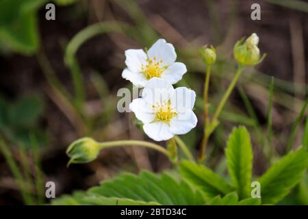 Messa a fuoco selettiva. Fiori bianchi di fragola cremosa selvatica (Fragaria viridis). Primo piano. Foto Stock