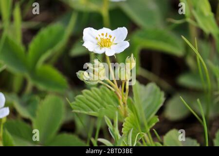 Messa a fuoco selettiva. Fiori bianchi di fragola cremosa selvatica (Fragaria viridis). Primo piano. Foto Stock