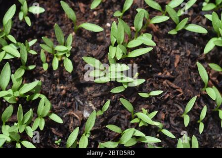 Petersilie, Petroselinum; crisphum, ist eine wichtige Heil- und Medizinalpflanze. Das Kuechenkraut wird auch in der Frankfurter Gruene Sosse verwendet. Foto Stock