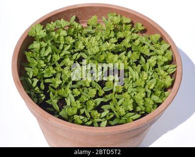 Petersilie, Petroselinum; crisphum, ist eine wichtige Heil- und Medizinalpflanze. Das Kuechenkraut wird auch in der Frankfurter Gruene Sosse verwendet. Foto Stock
