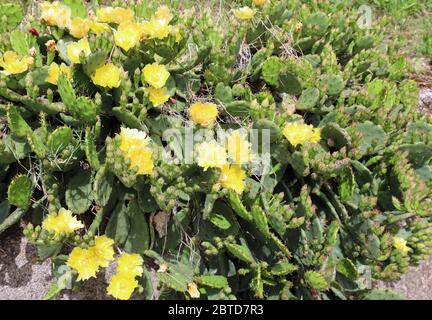 Molti fiori gialli di cactus che poi diventano i frutti succosi chiamati pere prickly in estate Foto Stock