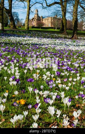 Bellissimi cocchi di primavera colorati, prato, galleria d'arte Cartwright Hall (esterno storico museo) e cielo blu - soleggiato Lister Park Bradford, Inghilterra Regno Unito. Foto Stock