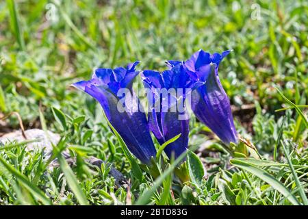 I bellissimi fiori blu di Clusius Gentian (Gentiana Clusii) trovati fiorire in Picos de Europa, Cantabria, Spagna. Foto Stock