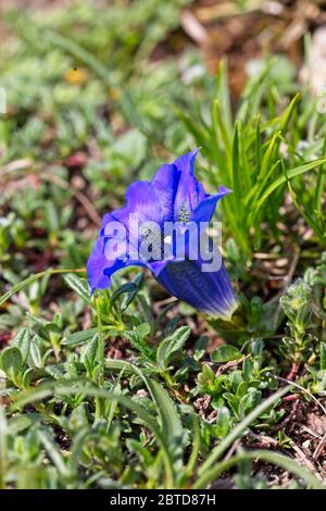 Un bel fiore di Genziana di Clusius (Gentiana clusii) trovato fiorire in quota nel Picos de Europa, Cantabria, Spagna. Foto Stock