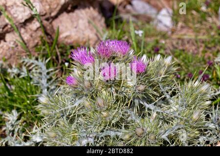 Una testa raggruppata di Starthistle viola o Starthistle rosso (Centaurea calcitrapa) che cresce in alto nei Picos de Europa, Cantabria, Spagna. Foto Stock